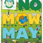 No Mow May - Albion