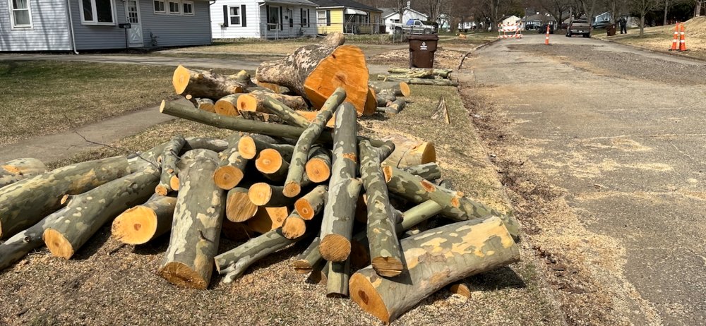 freshly cut sycamore logs