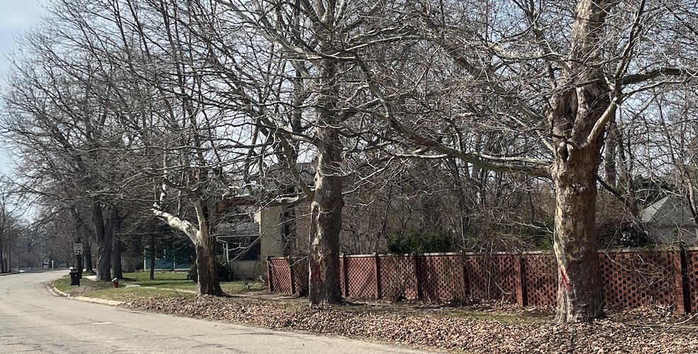 mature trees marked with red X's