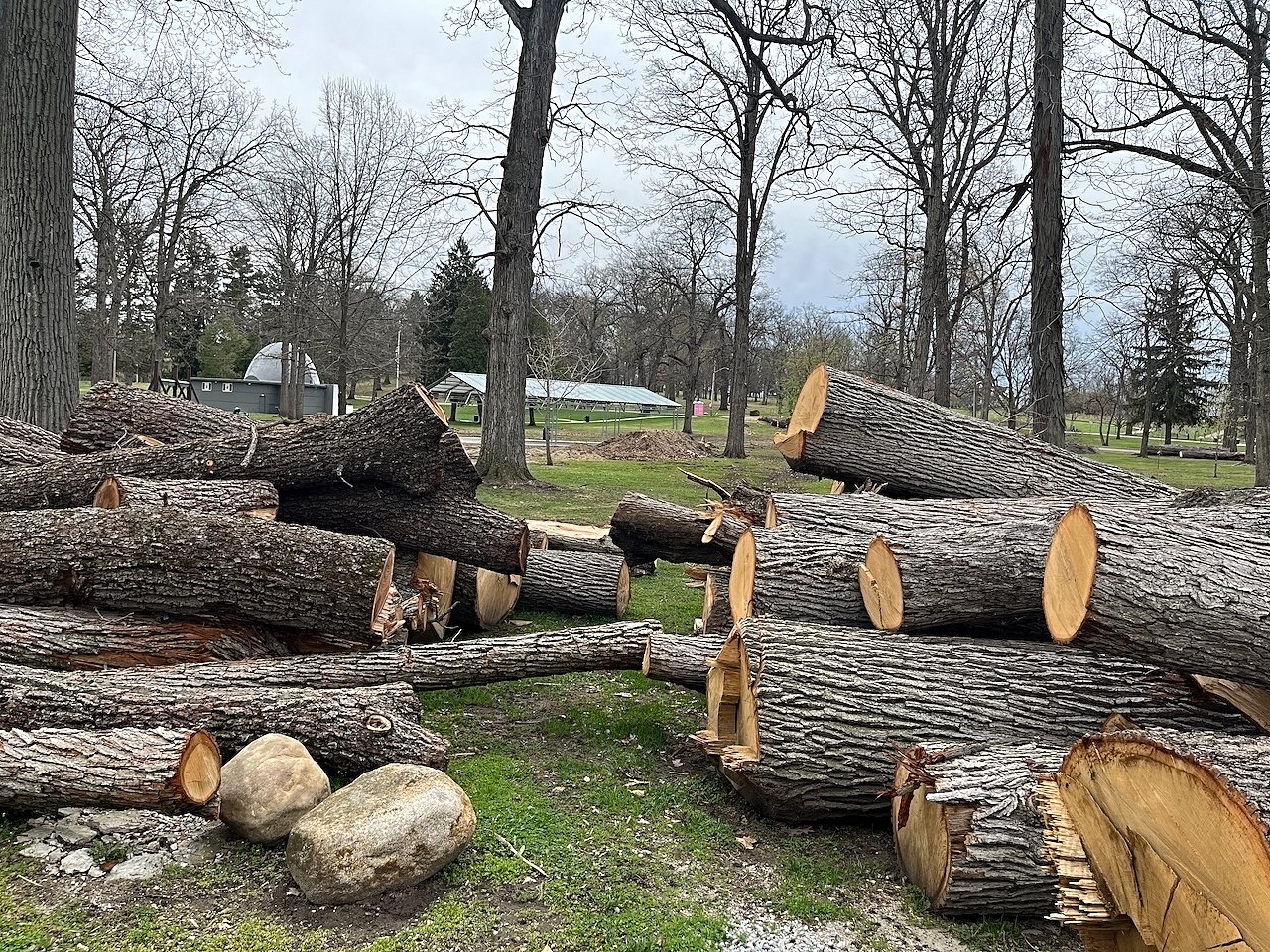 Logs from trees
