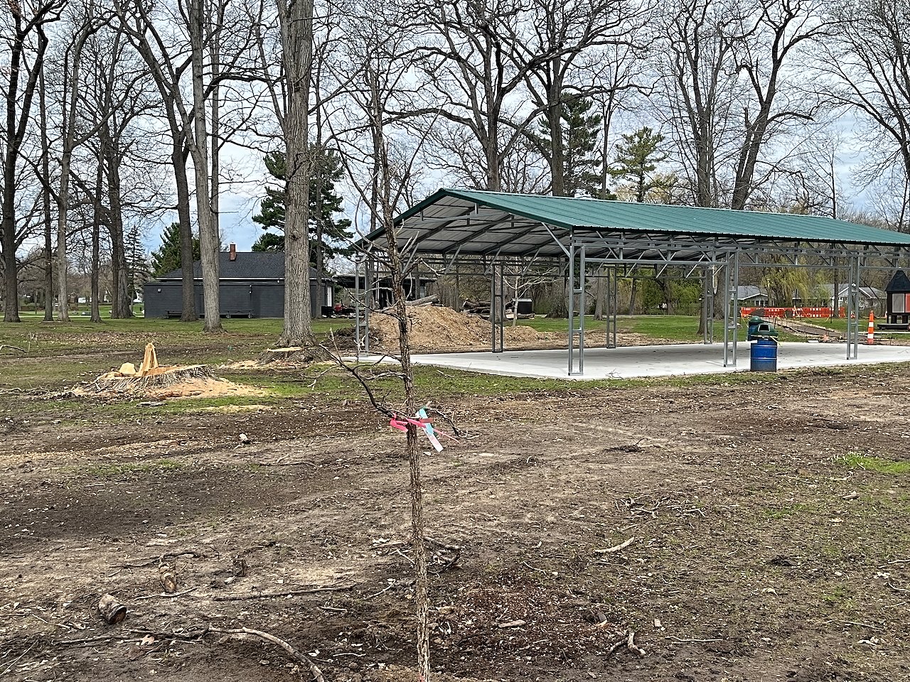 A newly planted native tree
