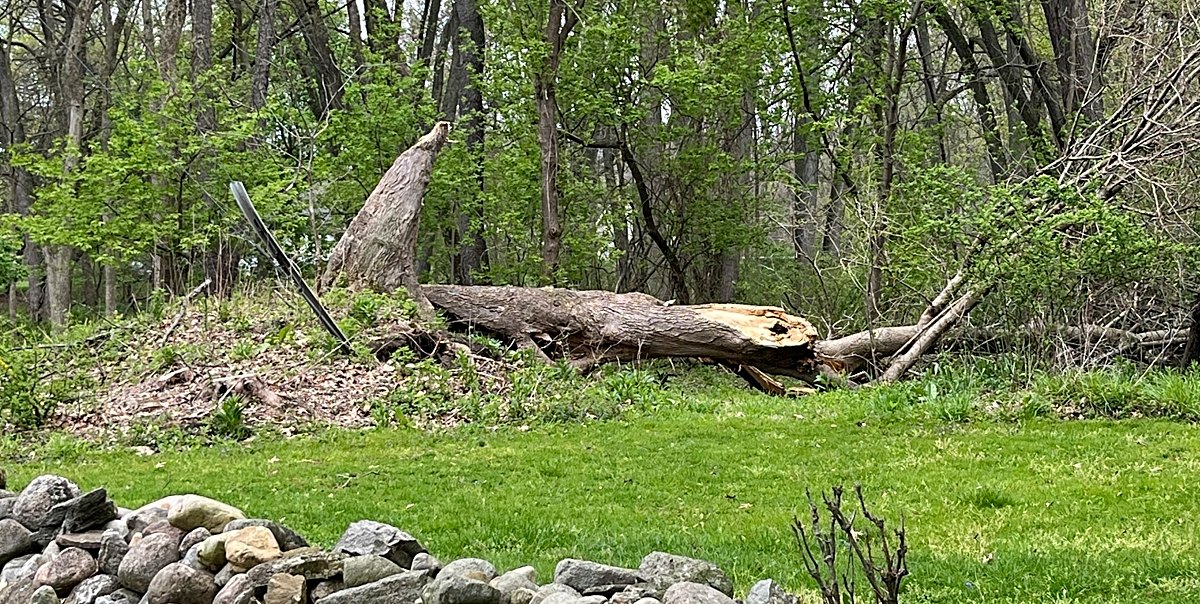 A large tree on Locust Lane lies where it fell after a recent windstorm